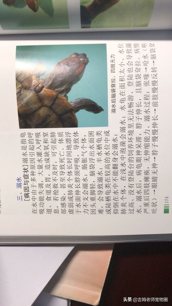 乌龟放水里一直游到岸边怎么办,乌龟溺水后眼睛是睁的还是闭的