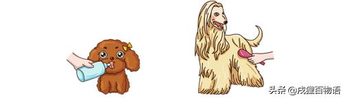 狗狗繁育问题,新手狗狗的受孕过程