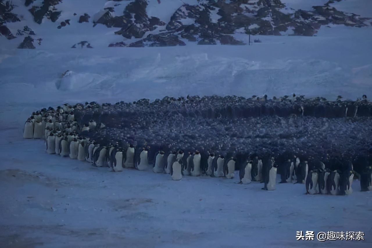 企鹅在南极为什么不被冻死,南极企鹅冻死真相