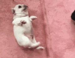 谁也拒绝不了的撒娇,谁也拒绝不了一只卖萌的小狗