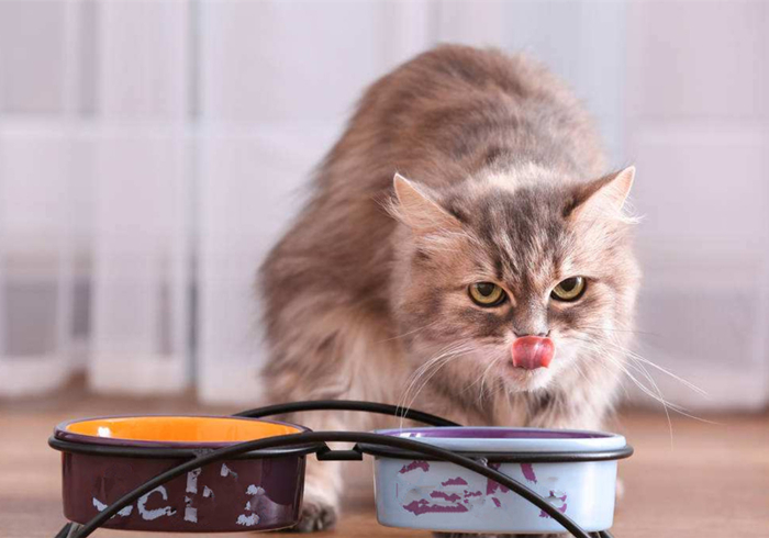 辟谣,猫咪补锰就喂它动物毛?当心爱猫肠梗阻,猫咪:刚吐完啊