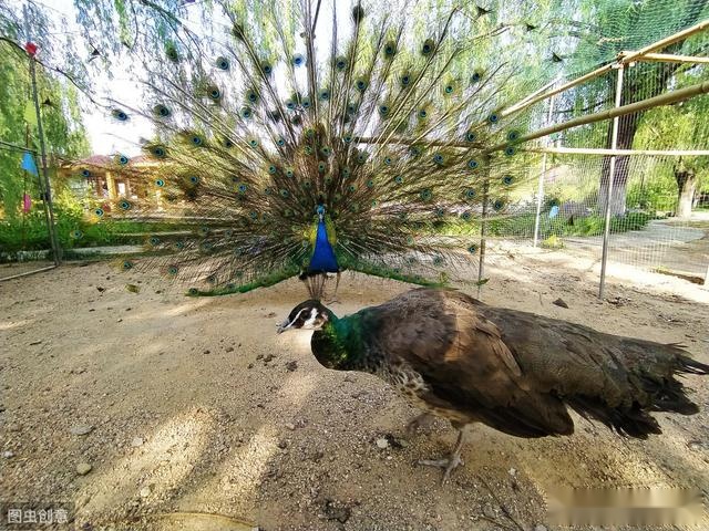 您知道恐龙是以什么方式繁殖的吗,不同种类恐龙的生活习性