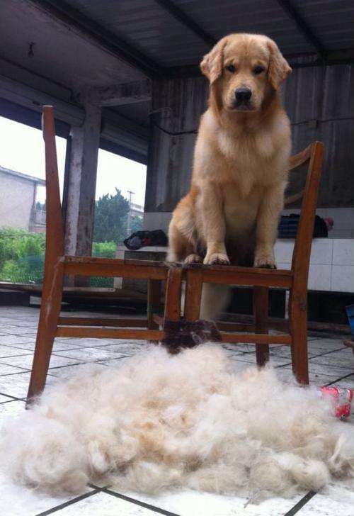 洁癖的狗狗,最爱掉毛的几种狗养之前要三思