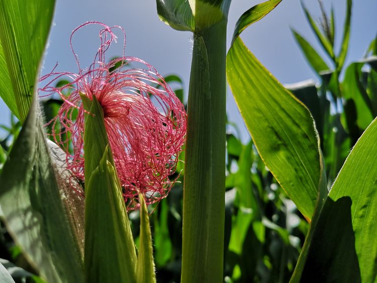 德农种业股份有限公司,德农种业专注种子