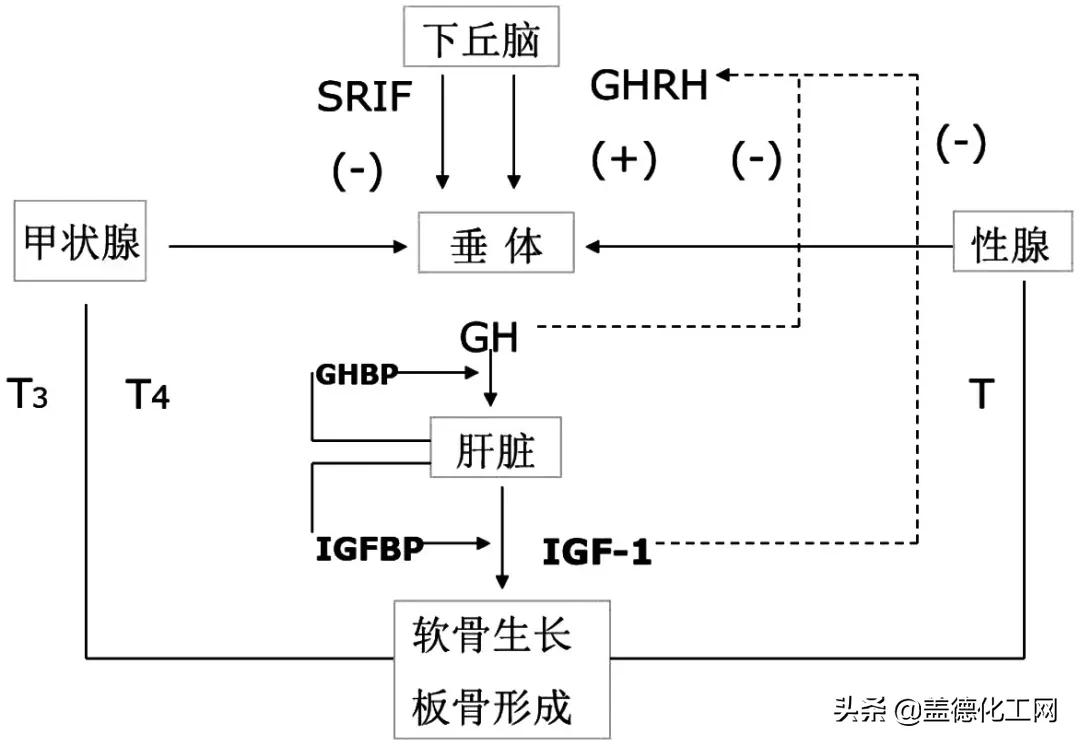 生长激素针是提高身体激素吗,生长激素针骗局
