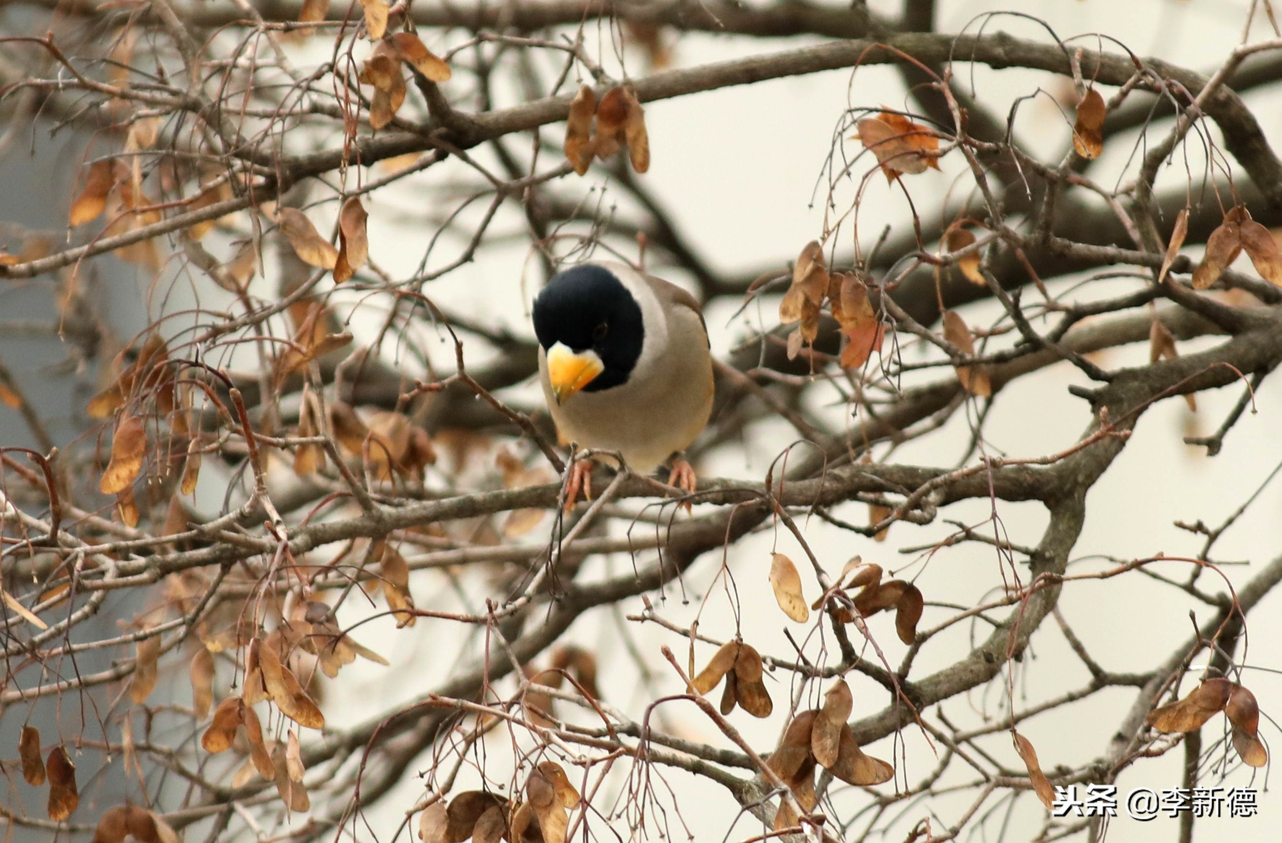 安徽铜嘴鸟,合肥拍鸟视频大全