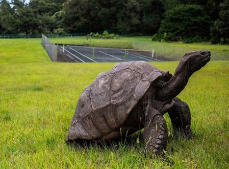 从清代活到现代的乌龟,被遗弃的乌龟完整视频