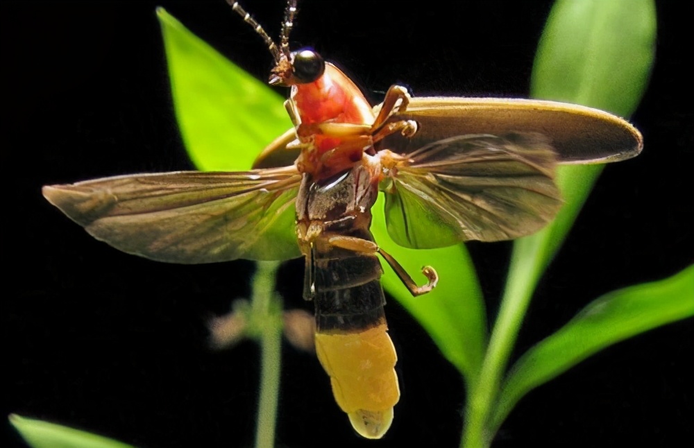 萤火虫的特殊发光物质是什么,萤火虫的闪光是怎么发出来的