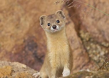 民间老中医黄大仙,民间高级中医黄大仙