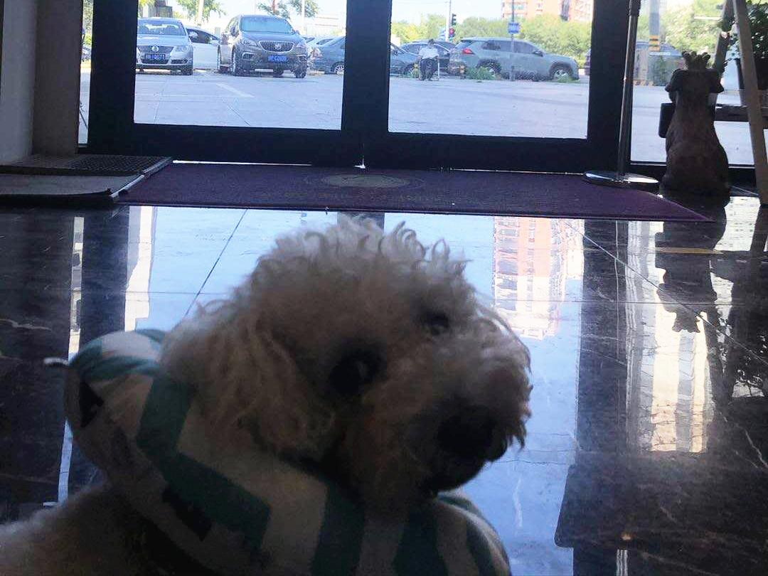 狗狗身上有肿块起脓是怎么回事,如果狗狗身上有虫子怎么办