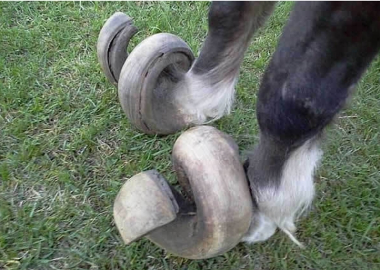 为什么马蹄上钉铁掌,为什么马蹄上要钉蹄铁