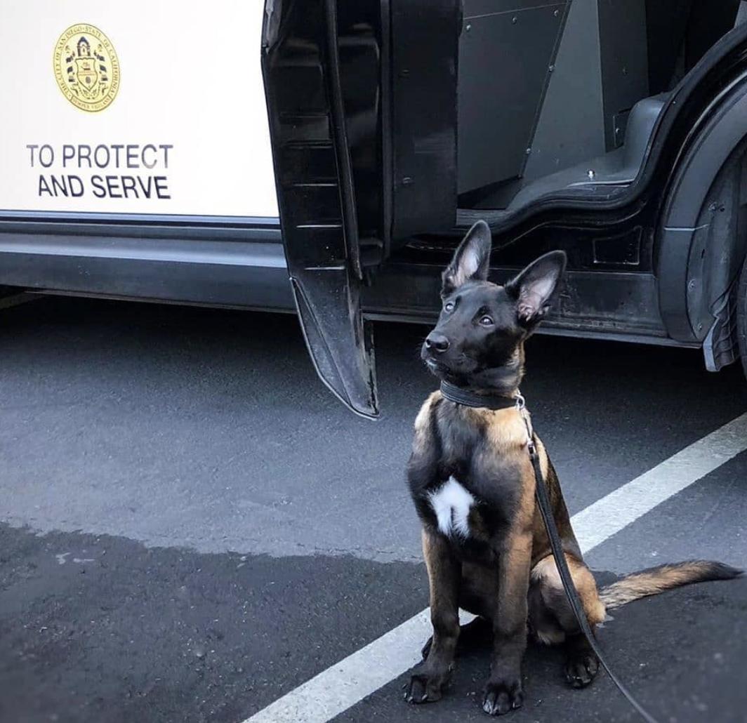 萌犬犬种,萌犬二十种名称