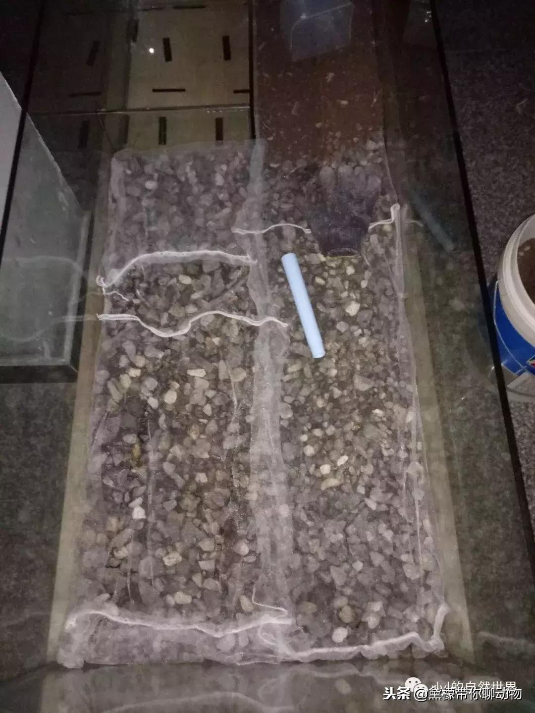 丛林造景黄缘龟池设计图大全,龟宝宝黄缘龟生态缸造景教程