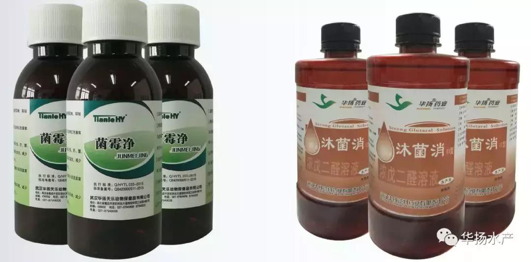 草鱼肚子鼓胀怎么急救,草鱼缺氧最快的急救方法