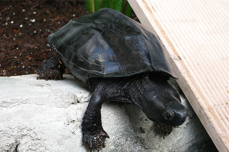 乌龟有腐皮该怎么办,乌龟腐皮太严重怎么办