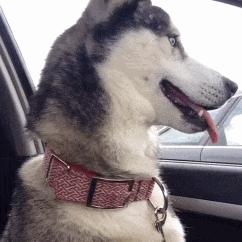 生物老师是女的,生物老师是个女的