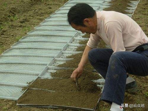 水稻旱育秧技术存在的问题及对策,水稻苗期壮苗管理技术视频