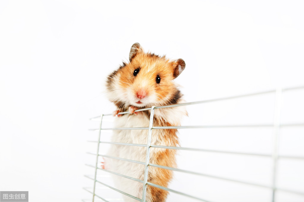 口袋宠物图鉴,口袋宠物中文版