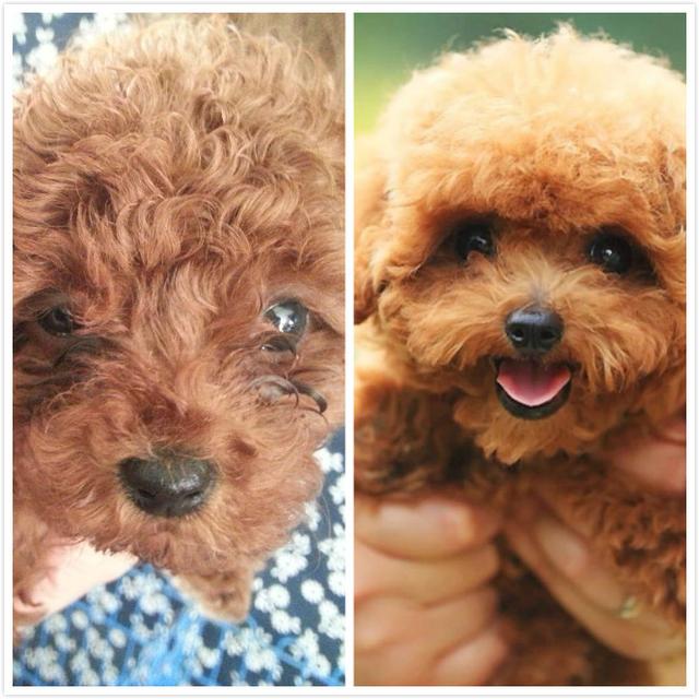 泰迪犬饮食吃什么比较好,泰迪犬饮食注意事项