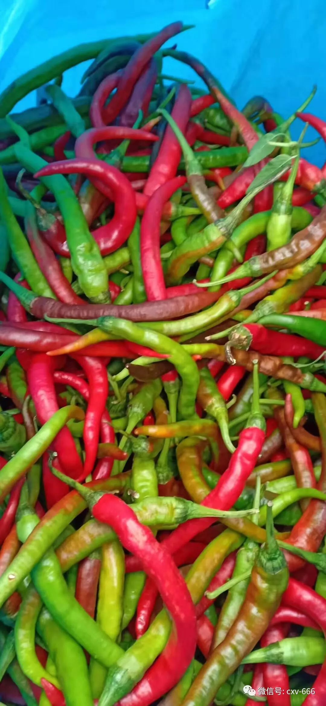 辰溪招聘信息网,辰溪县在线招工