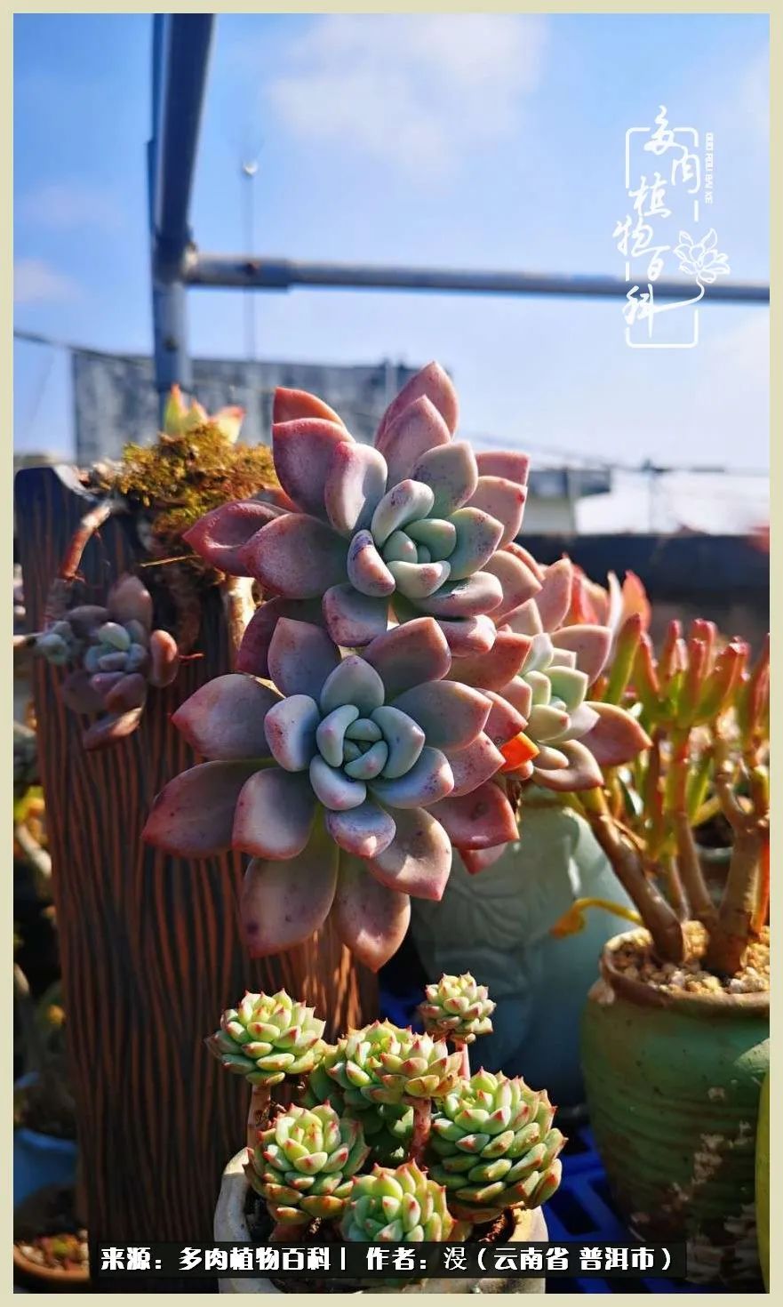 深情不及久伴,厚爱无需多言,择一“爱”,护一生