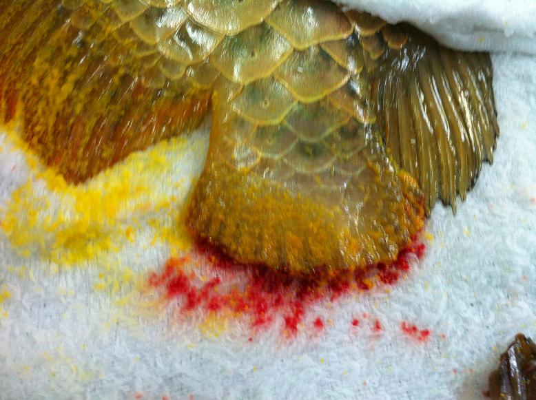 金龙鱼鱼尾受伤，龙须折断，主人为它做整形手术