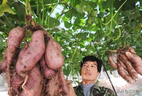 在农村赚钱门路很多,农村20万的生意