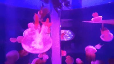 广元卡尔海洋世界,广元市卡尔海洋世界怎么去