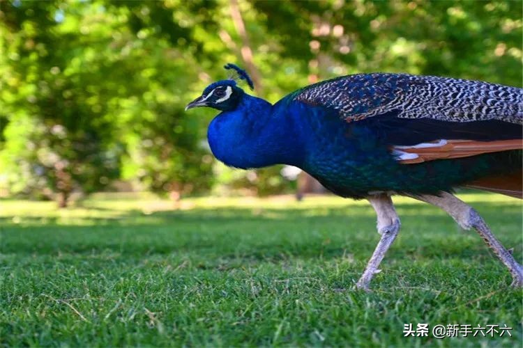 适合农村创业的十大养殖项目,适合农村创业的十大养殖创业项目