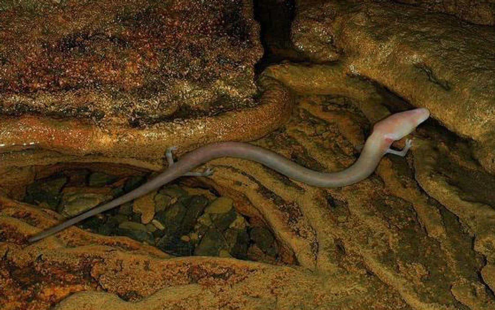 世界上速度最慢的动物是什么,全世界移动最慢的动物