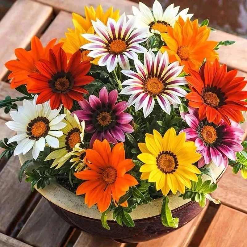 5种花超好养漂亮上档次,这5种花适合春天养