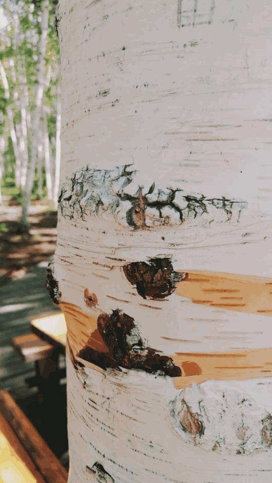 五一假期闺蜜去大兴安岭穷游,闺蜜自驾大草原