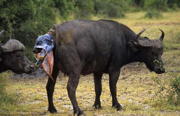 母牛难产和处理对策,母牛难产的原因及解决方法