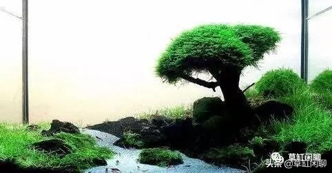 新手草缸造景之莫斯树的制作方法,松皮石配莫斯树造景100例