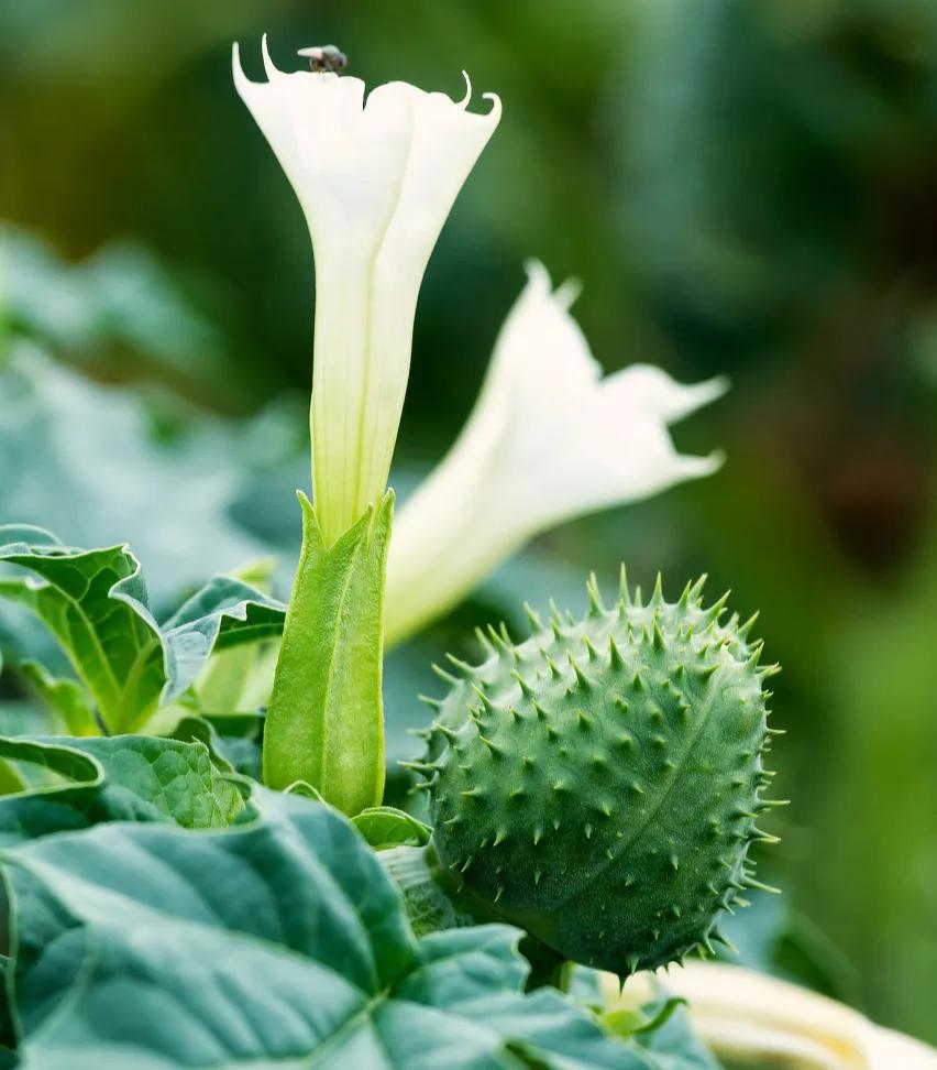 100种最毒的毒花,20种有毒的大毒花