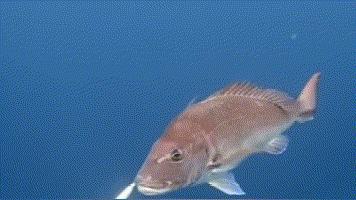 接下来3个月，福州人想吃这些海鲜要多花钱了！因为……