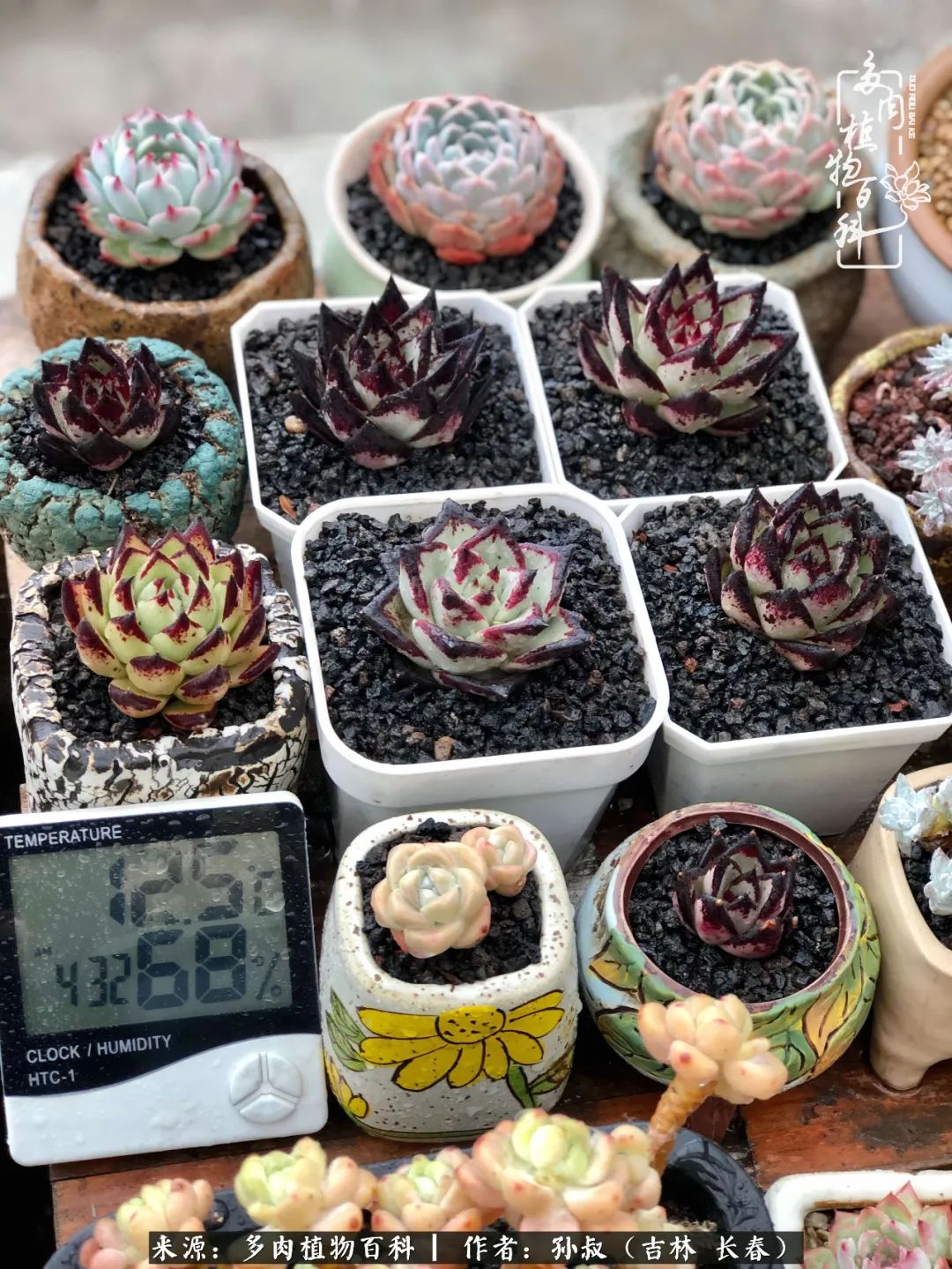 与多肉一起成长,与多肉相伴