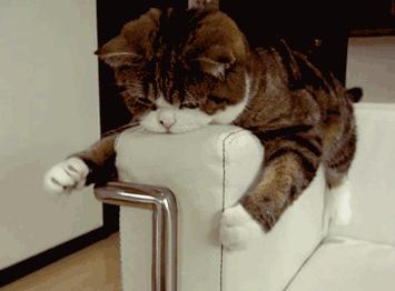 猫咪需要玩伴吗一只猫咪会孤独吗,盘点猫咪太闲的行为