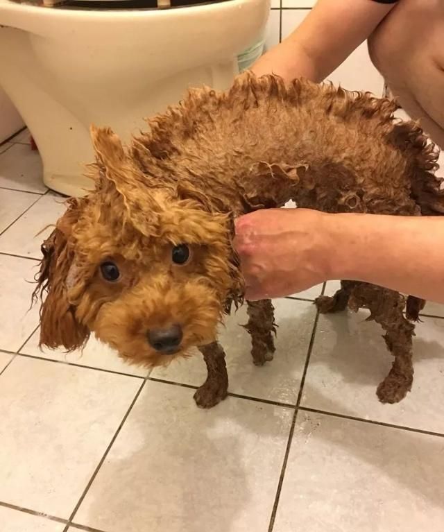 黑泰迪的饲养方式图片高清,泰迪饲养全攻略以及注意事项