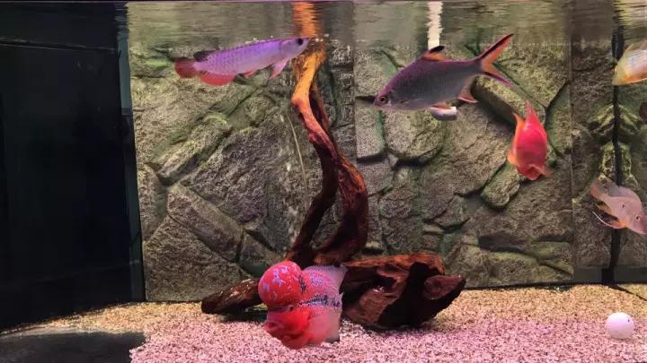 好斗的鱼罗汉鱼,罗汉鱼有多活泼