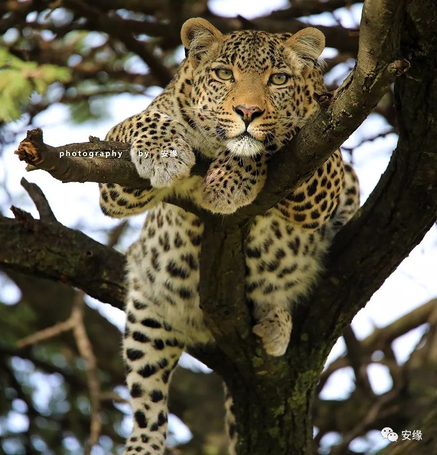 他，百亿富豪，常近乎全裸出现在公共视线里，却被英女王封为爵士