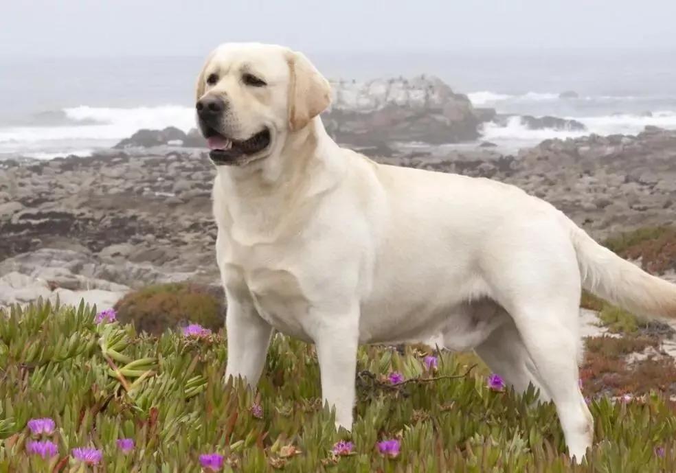 哪些狗狗适合新手养小型犬,最适合新手养的狗狗