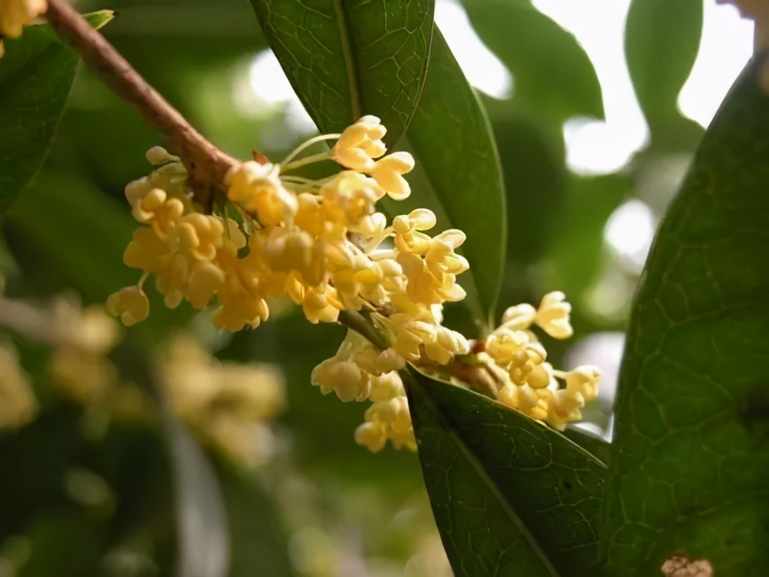 桂花发了好多新芽,桂花品种对比一览表