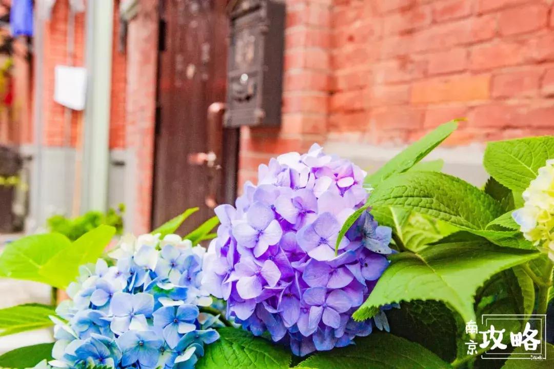 慧园里,南京城中,时光交错的角落