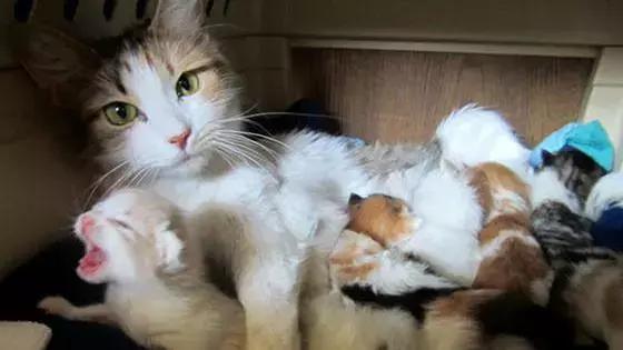 福懋动物医院香港路分院,福懋动物诊所猫咪疫苗