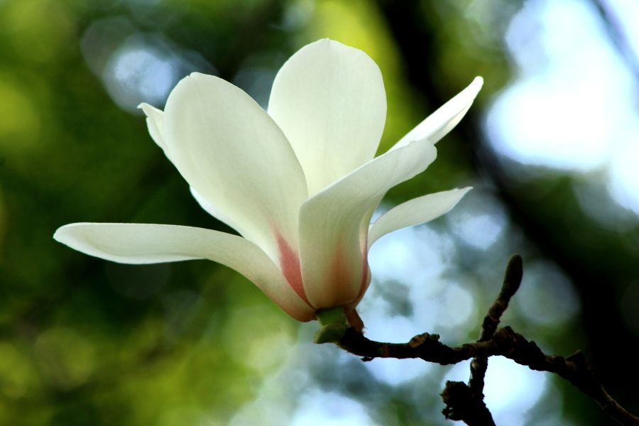 白玉兰花洁白如玉,白玉兰花冰肌玉骨