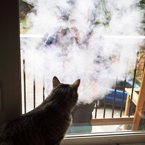 一只猫感冒打喷嚏,一只猫感冒连打20个喷嚏