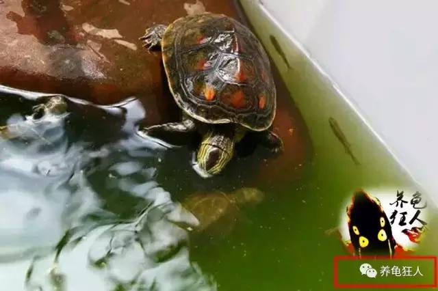 南石龟草龟花龟哪个体型大,草龟花龟珍珠龟哪个更好养