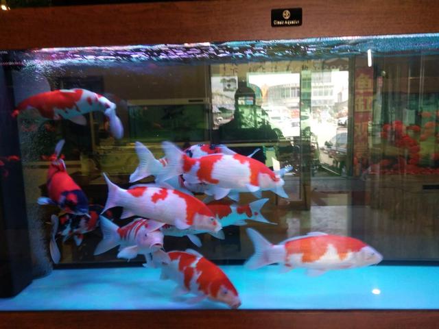 锦鲤鱼饲养不用过滤器可以吗,室内养锦鲤鱼要不要加盐