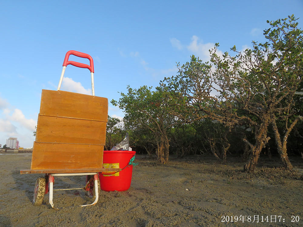 痛心！北海红树林不设防，任你踩任你挖